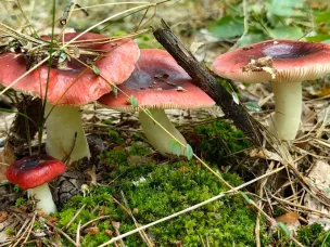 Нижегородцам напомнили о правилах безопасности при сборе и употреблении в пищу дикорастущих грибов